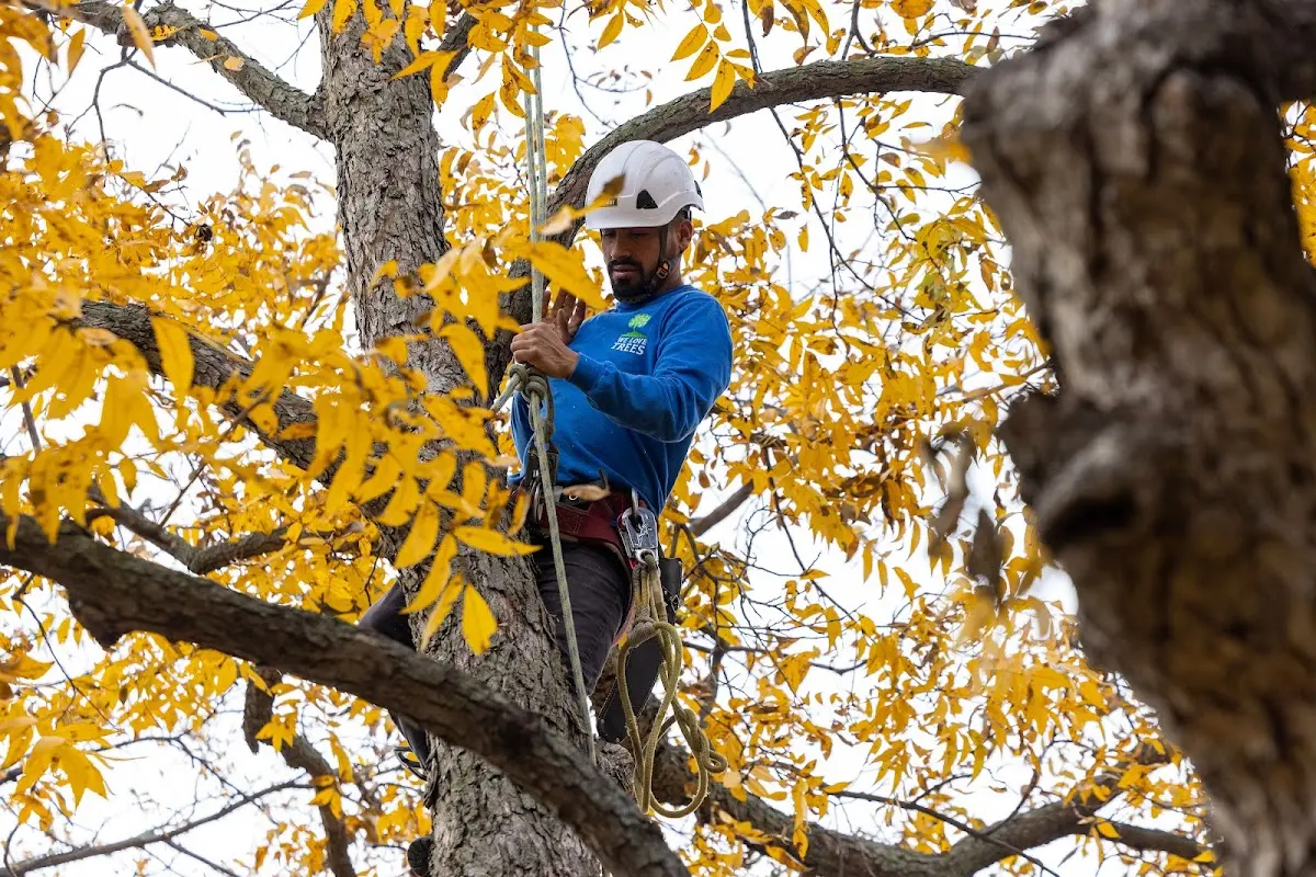 Skilled Tree Transplanting crew working in Arvada